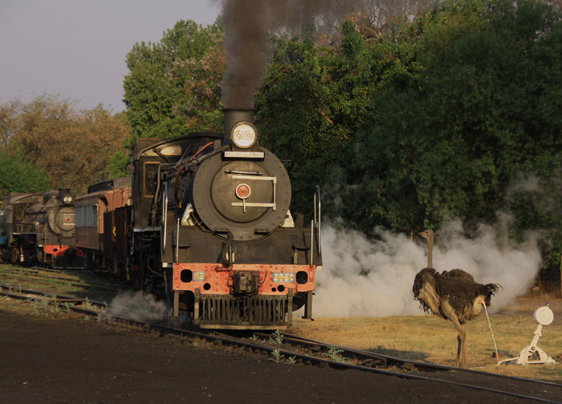 Ever seen an ostrich take fright? This one did when it saw the big steam train approaching!