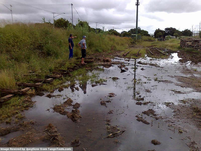 I wonder if he can lay track in our swamp?