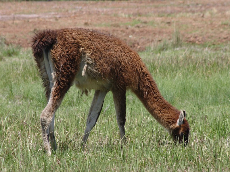 The llamas a......<br />K R Wilson-Smith