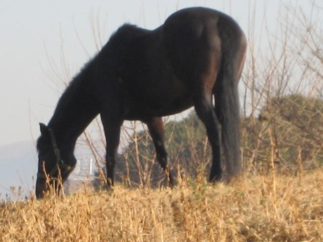 A horse grazes in splendid isolation in an idyllic rural scene