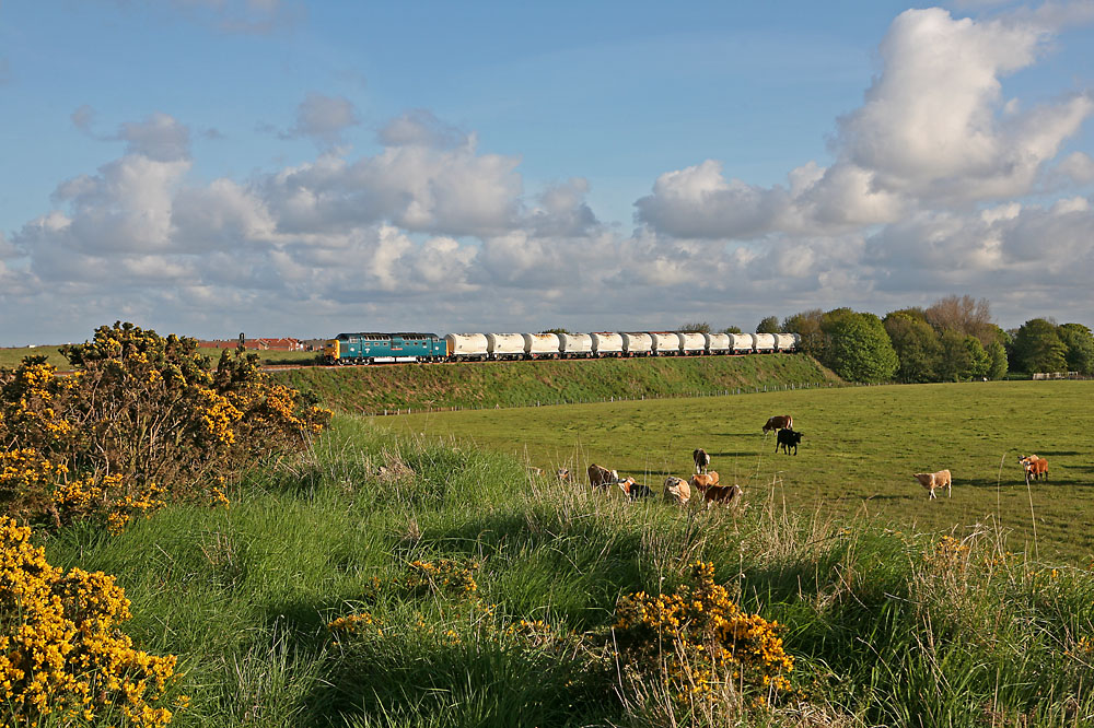 With the gorse in full bloom 55022 approaches Alcan, Lynemouth.