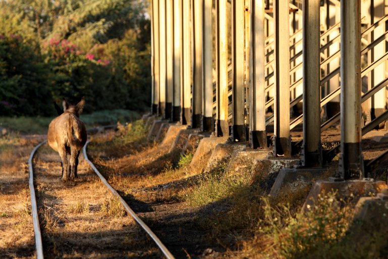 Donkey about to take coal