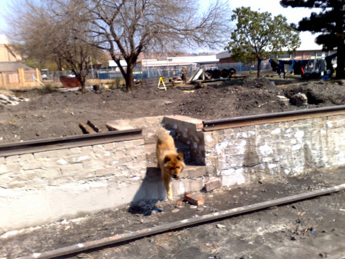 The new section of the platform is almost finished. See here one of the Chows putting it through a quality test. Someone has suggested that this 'hole' in the platform is a potential danger for unsuspecting disembarking passengers. I suggested it would be easy to fit with a hinged metal deck