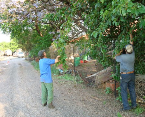John and Nathan raid Rovos Rail's mulberry tree<br /><br />Photo by Tom Macrery 13/10/07