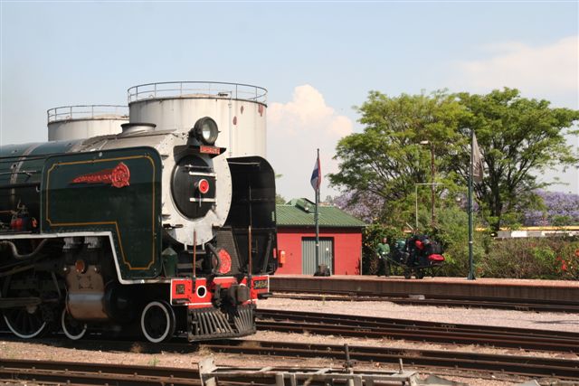 Loco, porter and jacarandas